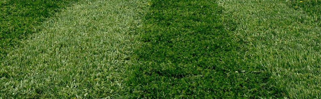 Lawn Maintenance