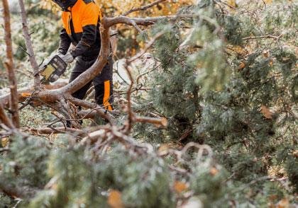 Complete Tree Services